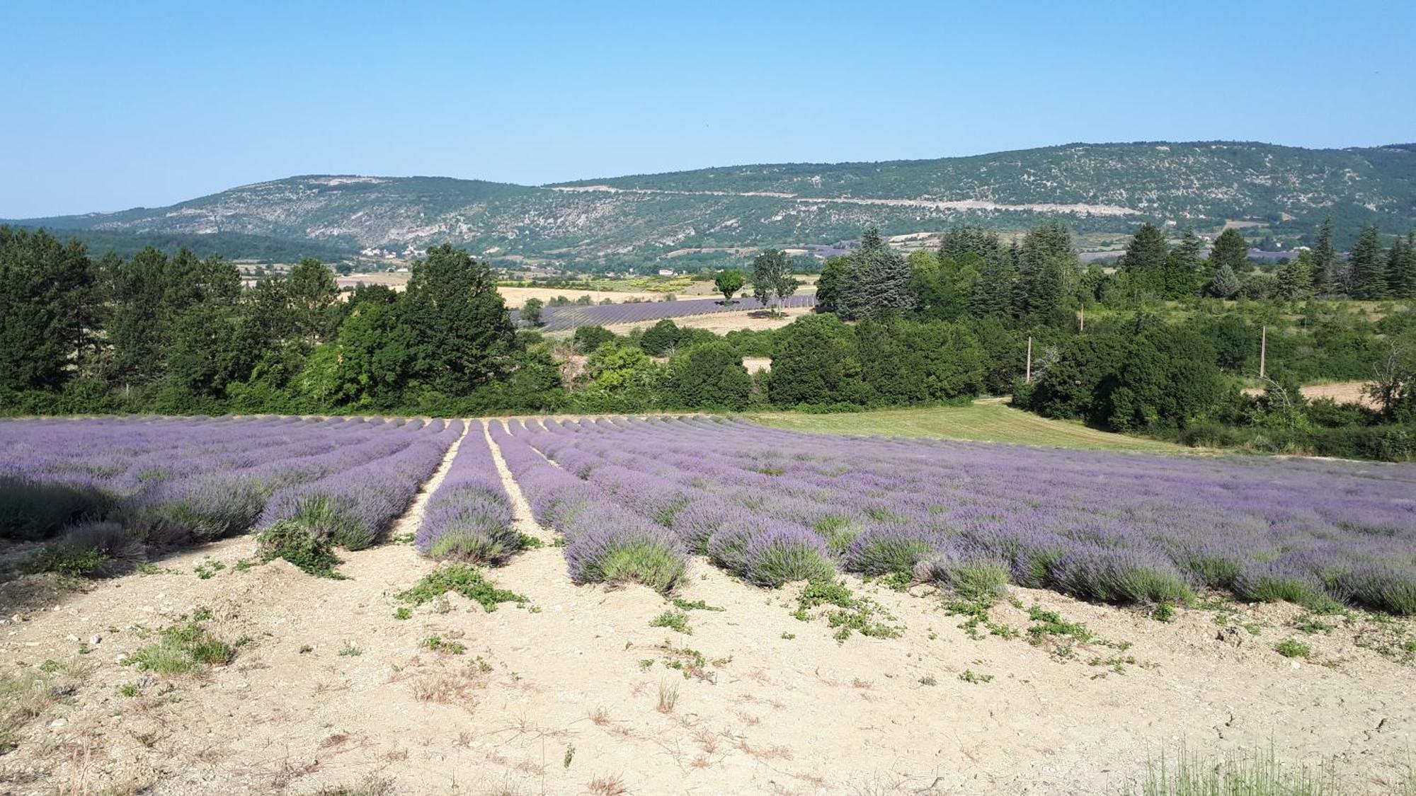 Le Grain De Lavande - Mont Ventoux Sault-de-Vaucluse Kültér fotó